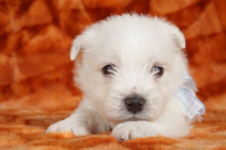 Close-up portrait of a West Highland White Terrier puppy, front view. Baby animal themeの写真素材