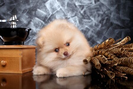 Funny, surprised Spitz puppy near coffee grinder on a gray backgroundの写真素材