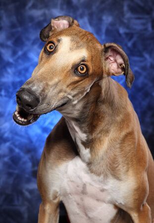 Surprised Greyhound dog in front of a abstract blue backgroundの写真素材