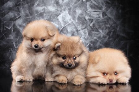 Cute Spitz puppies posing on gray backgroundの写真素材