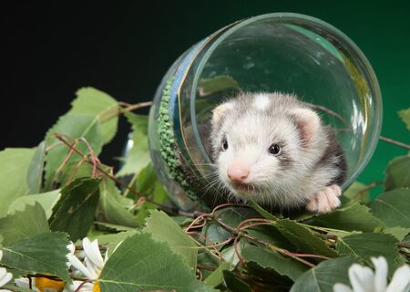 Ferret puppy sits in a wine glass against green leaves. Baby animal themeの写真素材