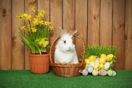 Easter Bunny in a wicker basket with Easter eggs and spring flowers on a wooden backgroundの写真素材