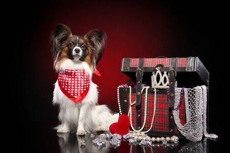 Continental toy Spaniel dog sitting near treasure chest on red backgroundの写真素材