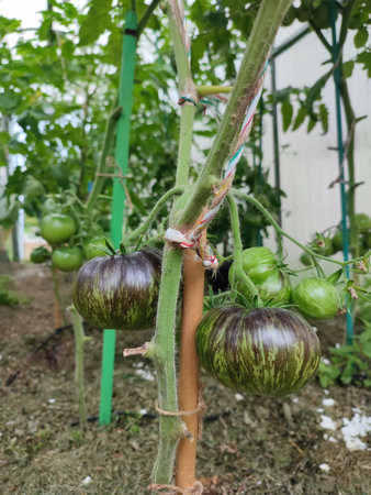Cluster of ripe purple heirloom tomatoes hanging from a vine inside a greenhouse, showcasing organic gardening and fresh produce.の写真素材
