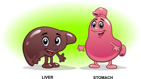Human internal organs. Cartoon anatomy organs with happy smiles. Healthy liver, stomach.のイラスト素材