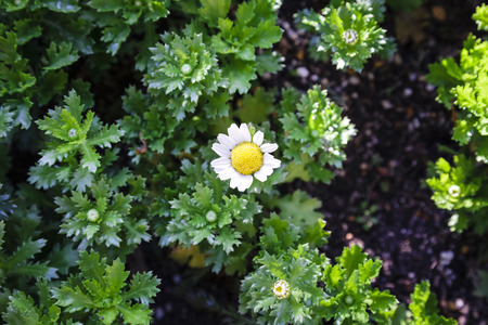 White flower in gardenの写真素材
