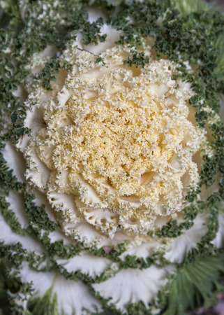 Cabbage close upの写真素材