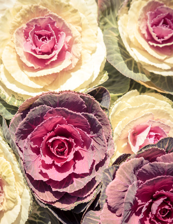 Cabbage close up as backgroundの写真素材