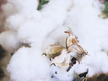 Cotton Plant Flower Organic Raw Material for textiledの写真素材