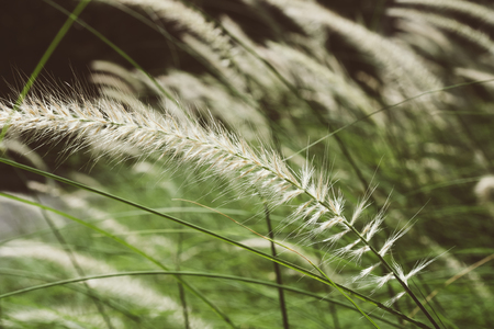Grass Meadow Field Nature Background Vintage styleの写真素材