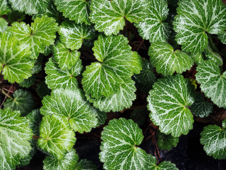 Green leaf backgroundの写真素材