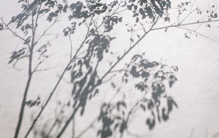 Tree leaves shadow on wall Nature Abstract backgroundの写真素材