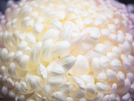 White flower texture Nature Abstract backgroundの写真素材