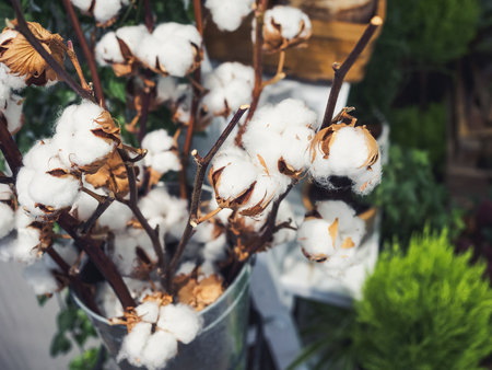 Cotton Plant Flower Natural Organic の写真素材