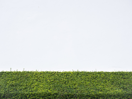 White wall with Green grass outdoor Nature Backgroundの写真素材