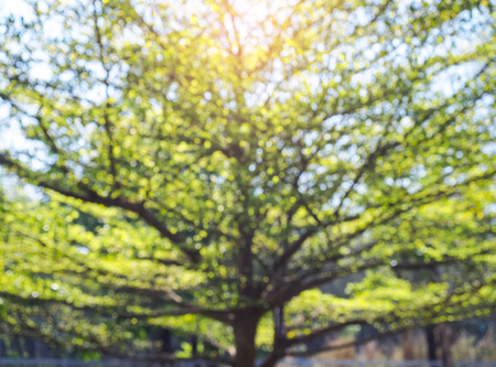 Blur Tree branches forest Green Nature Environment Parkの写真素材