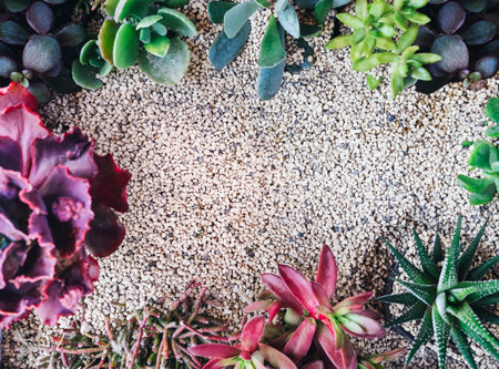 Succulents Plants green floral background frameの写真素材