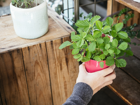 Green plant in red pot with Hand holding Home gardening outdoorの写真素材