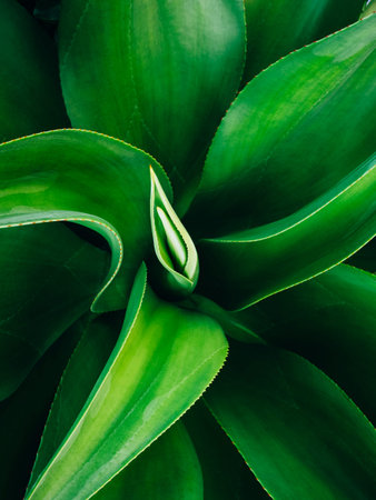 Green leaf Plant texture Nature Abstract Background  の写真素材
