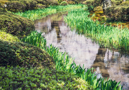 Pond and green plant water reflection Garden outdoor spring seasonalの写真素材