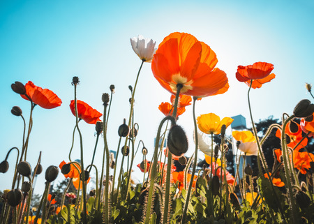 Poppy Field Colourful flowers with blue sky Garden Outdoor sunlight Summer Backgroundの写真素材