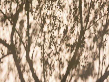 Tree Branches shadow on wall Nature Abstract background