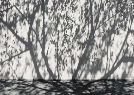 Tree Branches shadow on wall Nature Abstract background Black and whiteの写真素材