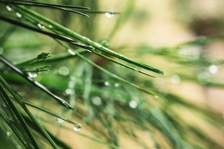 Dew on Green plant details tree leave Raining season Nature background