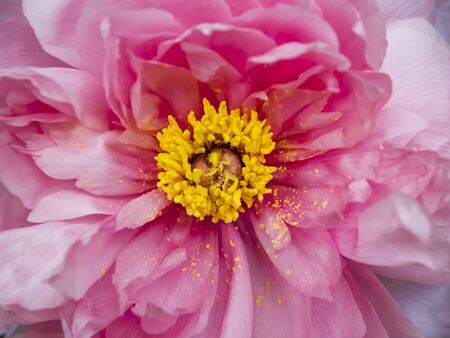 Peony Pink colour Bloom close up Nature backgroundの写真素材