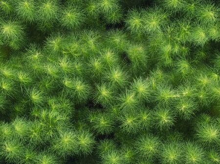 Ferns Green Leaf plant Forest Outdoor Nature abstract Backgroundの写真素材