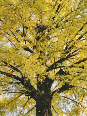 Yellow Ginkgo tree branch yellow leaves Autumn season Nature Backgroundの写真素材