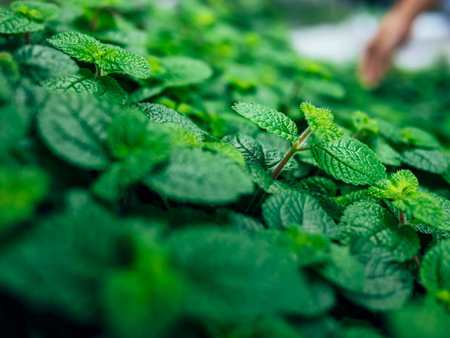Mint leaves Green herb plant with farmer Hand Blur backgroundの写真素材