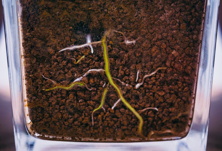 Plant root Growing seed in Soil cross section underground Natureの写真素材