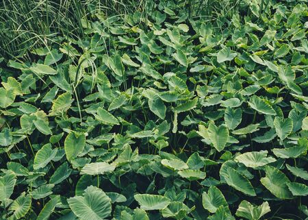 Green leaf Foliage Tropical Plant Nature Backgroundの写真素材