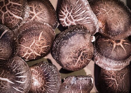 Shitake Mushrooms fresh vegetable Japan food  ingredientの写真素材