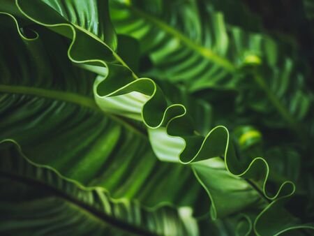 Ferns Leaf Forest Outdoor Tropical Nature abstract Backgroundの写真素材