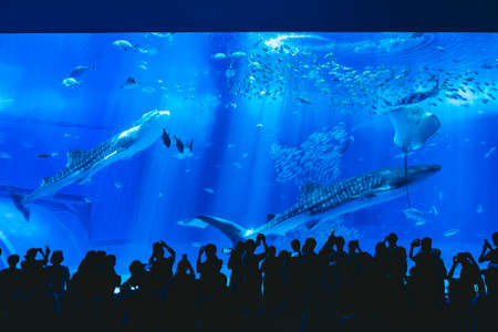 OKINAWA, JAPAN - AUG 30, 2019 : Okinawa Churaumi Aquarium Theme Park with crowd People take picture Giant Whale shark in Tankのeditorial素材