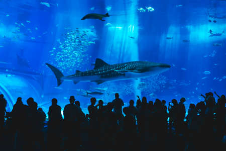 OKINAWA, JAPAN - AUG 30, 2019 : Okinawa Churaumi Aquarium Theme Park with crowd People take picture Giant Whale shark in Tankのeditorial素材