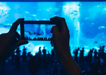OKINAWA, JAPAN - AUG 30, 2019 : Okinawa Churaumi Aquarium with People take picture Giant Whale shark in Tankのeditorial素材