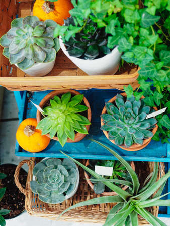 Cactus in pot plant succulent on wooden shelf Home gardening leisureの写真素材