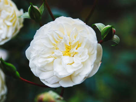 White rose flower Bloom Nature backgroundの写真素材