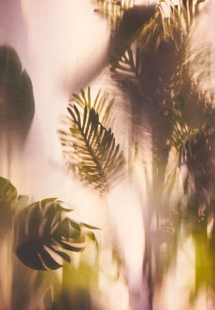 Palm leaf foliage Plant in glasshouse Nature art backgroundの写真素材