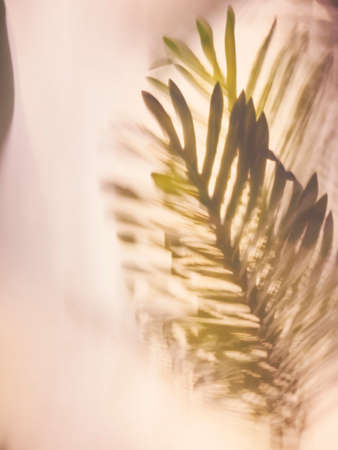 Palm leaf foliage Plant in glasshouse Nature art backgroundの写真素材