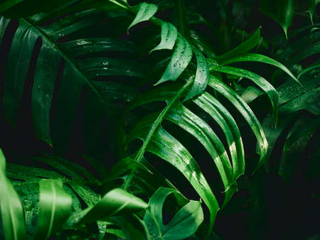 Green Leaf Tropical Forest Outdoor Nature Backgroundの写真素材