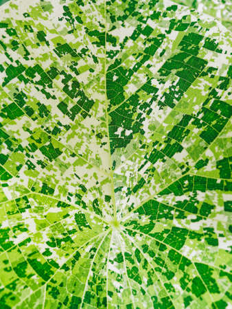 Green Leaf foliage details Nature backgroundの写真素材