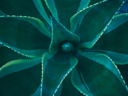 Green leaves Agave background evergreen tropical plantsの写真素材