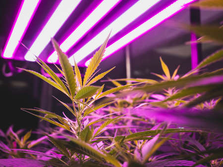 Cannabis Plants Indoor grow Light Spectrum for Cannabis Cultivationの写真素材