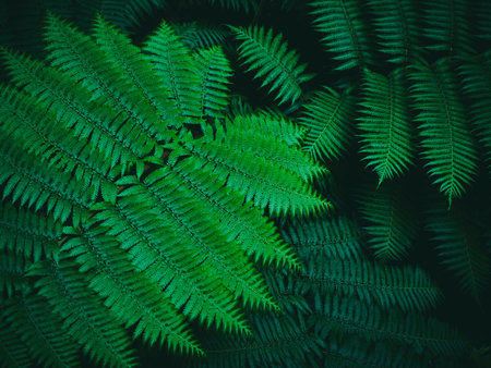 Green leaves Fern plant Nature background Tropical Forest Jungleの写真素材