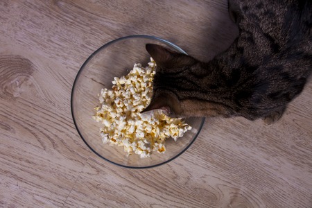 Cat and bowl with popcornの写真素材