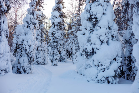 Winter beautiful landscape in the fir forestの写真素材